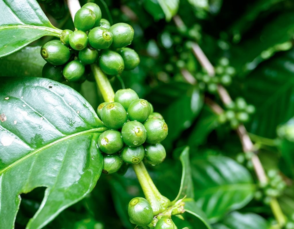 Arabica Coffee