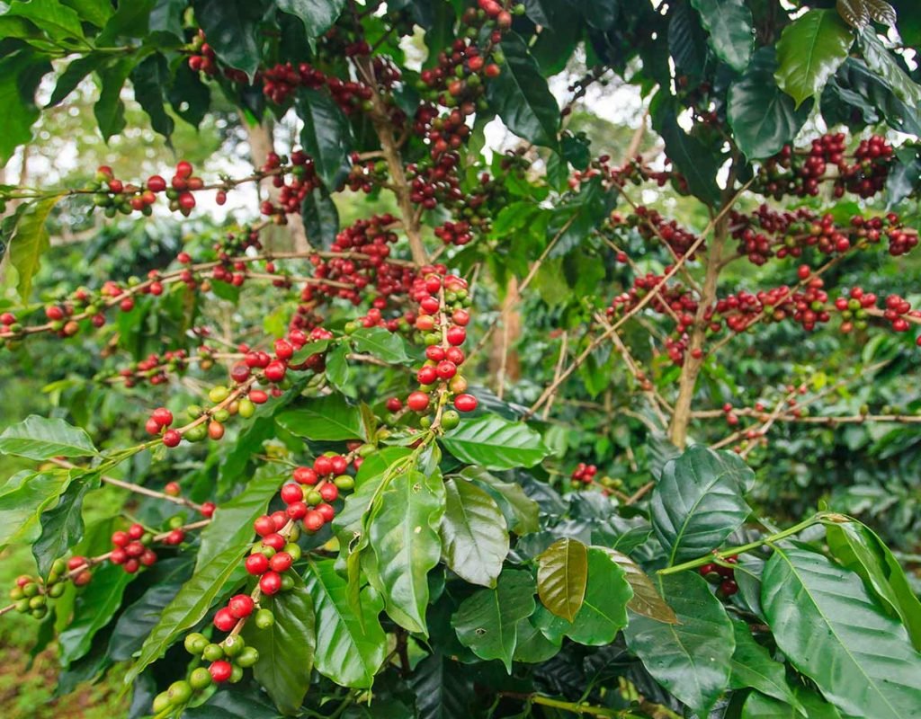 Robusta Coffee
